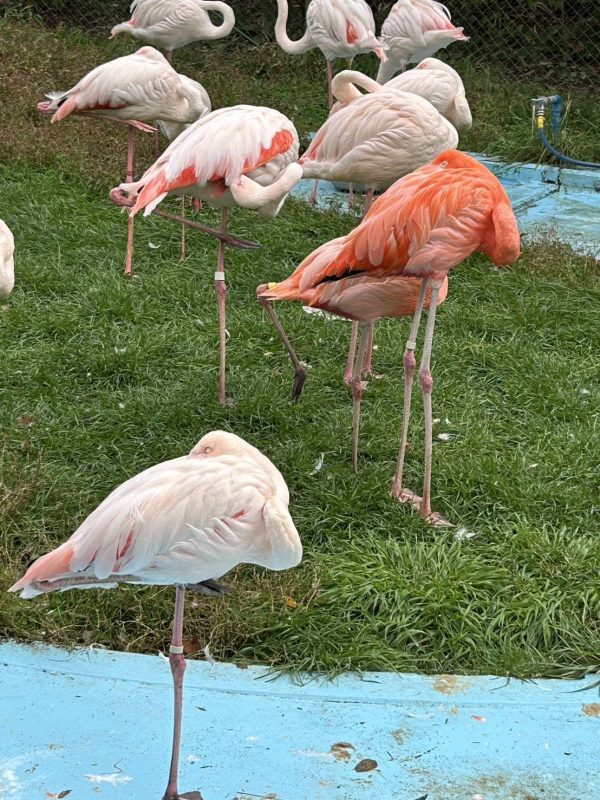 おびひろ動物園